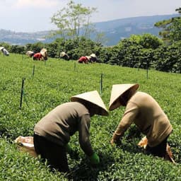 Thumbnail Trà Xanh Hương Dứa Dalat Farm - Túi 150Gr 2