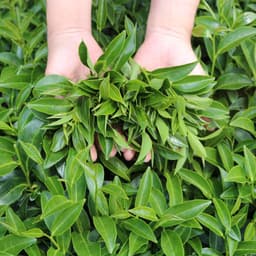 Thumbnail Trà Đen (Hồng Trà) Cầu Đất Dalat Farm - Túi 250Gr 3