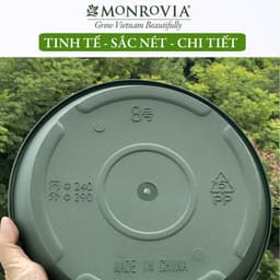 Thumbnail Đĩa lót chậu nhựa trồng cây Monrovia chậu trồng cây, chậu cây cảnh mini, để bàn, treo ban công, treo tường, chính hãng 3