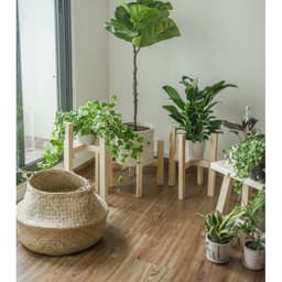 Thumbnail Đôn gỗ đựng cây cảnh Behomes 1