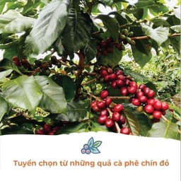 Thumbnail Cà Phê Arabica Cầu Đất Dalat Farm - Túi 250Gr (Dạng hạt) 2