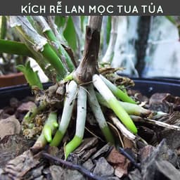 Thumbnail Phân bón cho hoa lan DOCNEEM tan chậm, viên nén dinh dưỡng hữu cơ vi sinh ben 01 cho hoa lan 1
