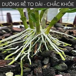 Thumbnail Phân bón kích rễ BioRoot DOCNEEM rễ khỏe vượt trội, dinh dưỡng tối ưu, dùng cho hoa lan, cây cảnh, 500ml 3