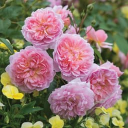 Thumbnail Phân bón hữu cơ Vi lượng Docneem cho hoa hồng, cây kiểng,rau sạch giúp lá cây xanh, hết bệnh vàng lá gân xanh 2