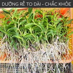 Thumbnail Phân bón kích rễ BioRoot DOCNEEM rễ khỏe vượt trội, dinh dưỡng tối ưu, dùng cho hoa lan, cây cảnh, 500ml 2