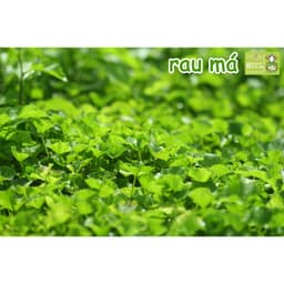 Thumbnail Bột rau má nguyên chất Dalahouse công nghệ sấy lạnh tiêu chuẩn Châu Âu hộp 120 gr 1