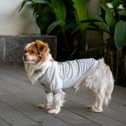 Thumbnail Áo cho chó Pawy Classic Xám - Classic Dog T-shirt Grey 2