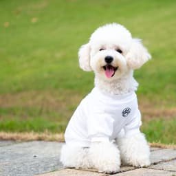 Thumbnail Áo cho chó Pawy Classic Trắng - Classic Dog T-shirt White 2