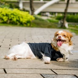 Thumbnail Áo cho chó Pawy Classic Đen - Classic Dog T-shirt Black 3
