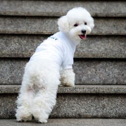 Thumbnail Áo cho chó Pawy Classic Trắng - Classic Dog T-shirt White 3