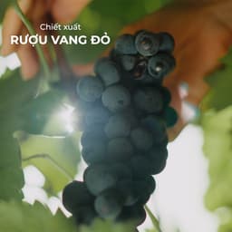 Thumbnail Sữa tắm NATUFRÈS French Chic Chiết Xuất Từ Rượu Vang Đỏ - Dưỡng ẩm & Phục hồi Cho Làn Da, Ngăn Ngừa Lão Hoá 250ml,450ml 2