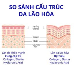 Thumbnail Bột uống BB LAB The Elastin Tăng Độ Đàn Hồi, Giảm Chảy Xệ, Nhăn Nheo,Rạn Da,Nếp Nhăn Khỏe Miệng,Mắt,Trán 2g x 30 Gói 3
