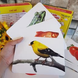 Thumbnail Flashcard - 100 Thẻ Học Thông Minh Song Ngữ Khổ Lớn A5 - Giúp Bé Nhận Biết Thế Giới Xung Quanh (Dành cho bé 0 - 5 tuổi) 1