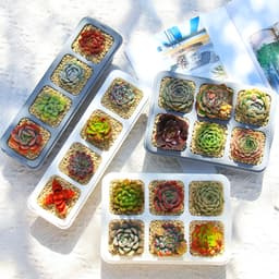 Thumbnail Chậu trồng sen đá MONROVIA, trồng cây mini, hoa nhí, xương rồng, bonsai kèm đĩa lót 2