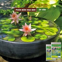 Thumbnail Phân Bón Hoa Sen Greenhome, Vỉ 24 Viên, Cây Thuỷ Sinh, Ngập Nước, Cho Hoa To, Hoa Đậm Màu, Lâu Tàn 2