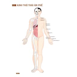 Thumbnail Sách - Đồ giải kinh lạc huyệt vị cơ thể (mềm) 2