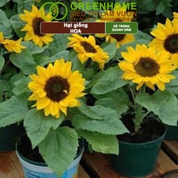 Thumbnail Hạt Giống Hoa GreenHome, Nhiều Loại, Rực Rỡ, Trồng Chậu, Dễ Trồng, Trồng Quanh Năm, Nhanh Ra Hoa 4