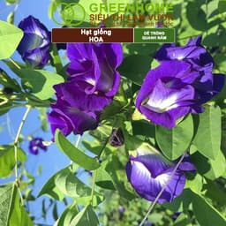 Thumbnail Hạt Giống Hoa GreenHome, Nhiều Loại, Rực Rỡ, Trồng Chậu, Dễ Trồng, Trồng Quanh Năm, Nhanh Ra Hoa 2