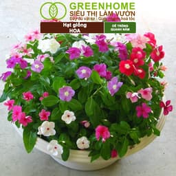 Thumbnail Hạt Giống Hoa GreenHome, Nhiều Loại, Rực Rỡ, Trồng Chậu, Dễ Trồng, Trồng Quanh Năm, Nhanh Ra Hoa 3