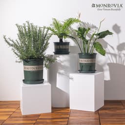 Thumbnail Chậu nhựa trồng cây MONROVIA size Nhỏ trong nhà, sân vườn cho hoa hồng, cây cảnh, kiểng lá tiêu chuẩn Châu Âu 2