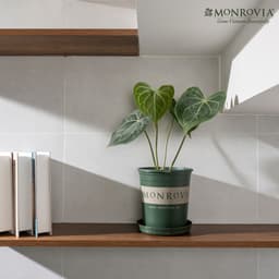 Thumbnail Chậu nhựa trồng cây MONROVIA size Nhỏ trong nhà, sân vườn cho hoa hồng, cây cảnh, kiểng lá tiêu chuẩn Châu Âu 3