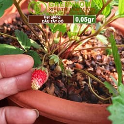 Thumbnail Hạt Giống Dâu Tây Đỏ GreenHome, Gói 0,05g~80 hạt, Chịu Nhiệt, Quả To, Dễ Trồng, Năng Suất Cao T17 2