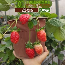 Thumbnail Hạt Giống Dâu Tây Đỏ GreenHome, Gói 0,05g~80 hạt, Chịu Nhiệt, Quả To, Dễ Trồng, Năng Suất Cao T17 3