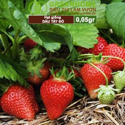Thumbnail Hạt Giống Dâu Tây Đỏ GreenHome, Gói 0,05g~80 hạt, Chịu Nhiệt, Quả To, Dễ Trồng, Năng Suất Cao T17 4