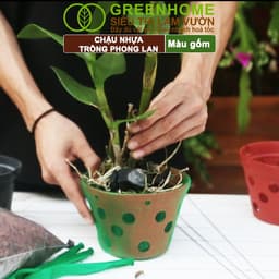Thumbnail Chậu Trồng Lan Greenhome, R15xC10cm,  Nhựa Màu Gốm, Bền, Đẹp, Chống Rơi Vỡ, Thoáng Rễ, Giá Thành Tốt 4