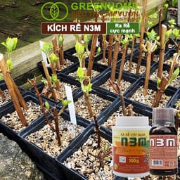 Thumbnail Phân Bón Lá Greenhome, N3M, Hũ 100gr, Ra Rễ Cực Mạnh Dùng Giâm, Chiết Cành, Ngâm Hạt, Chuyên Kiểng 2