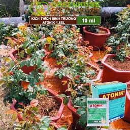 Thumbnail Phân bón lá Atonik Greenhome, gói 10ml, thúc đẩy sinh trưởng cây trồng chuyên phong lan, hoa hồng 4