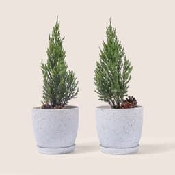 Thumbnail Chậu trồng cây MONROVIA M9 cao cấp  cho hoa, cây cảnh, ban công, bonsai, 3 màu nhiều size 1