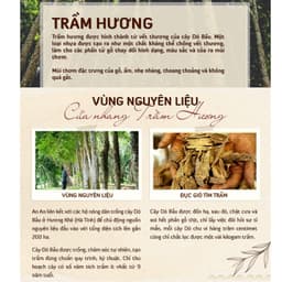 Thumbnail Nhang Trầm Hương An An Loại Cao Cấp 30cm, 40cm, nhang thơm tự nhiên giúp thư giãn, an toàn cho gia đình 3