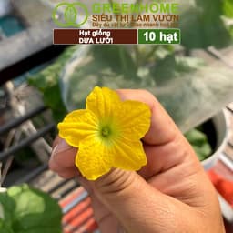 Thumbnail Hạt Giống Dưa Lưới Ruột Vàng GreenHome, Gói 10 Hạt, Dễ Trồng, Nảy Mầm Cao, Thu Hoạch Nhanh T14 4