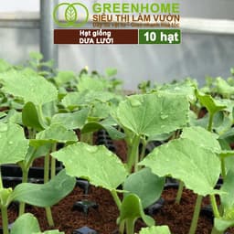 Thumbnail Hạt Giống Dưa Lưới Ruột Vàng GreenHome, Gói 10 Hạt, Dễ Trồng, Nảy Mầm Cao, Thu Hoạch Nhanh T14 2