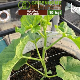 Thumbnail Hạt Giống Dưa Lưới Ruột Vàng GreenHome, Gói 10 Hạt, Dễ Trồng, Nảy Mầm Cao, Thu Hoạch Nhanh T14 3