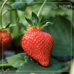 Thumbnail Sữa Chua Sấy Giòn DalatFarm - Hộp 100g 3