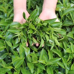 Thumbnail Trà Oolong Lài (dạng tấm) DalatFarm - Túi 250g 1