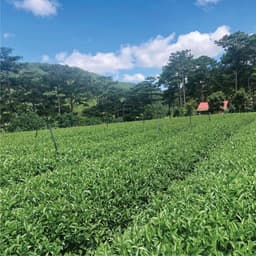 Thumbnail Trà Oolong Lài (dạng tấm) DalatFarm - Túi 250g 3
