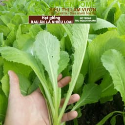 Thumbnail Hạt giống Greenhome, Rau Ăn Lá, Gia Vị, Củ Quả, Các Loại Hoa, Trồng Quanh Năm, Năng Suất Cao 2