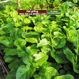 Thumbnail Hạt giống Greenhome, Rau Ăn Lá, Gia Vị, Củ Quả, Các Loại Hoa, Trồng Quanh Năm, Năng Suất Cao 3