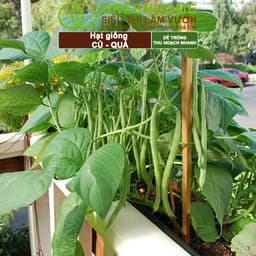 Thumbnail Hạt giống Greenhome, Rau Ăn Lá, Gia Vị, Củ Quả, Các Loại Hoa, Trồng Quanh Năm, Năng Suất Cao 4