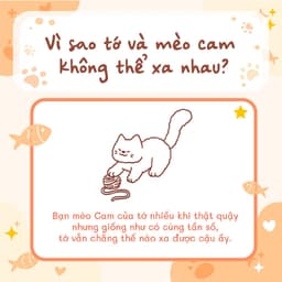 Thumbnail Tớ có nuôi một chú mèo Cam 2