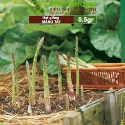 Thumbnail Hạt Giống Măng Tây Xanh Greenhome, Gói 0.5g~50 hạt, Dễ Trồng, Nảy Mầm Cao, Thu Hoạch, Năng Suất T19 4