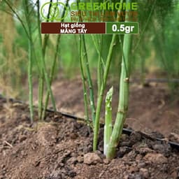 Thumbnail Hạt Giống Măng Tây Xanh Greenhome, Gói 0.5g~50 hạt, Dễ Trồng, Nảy Mầm Cao, Thu Hoạch, Năng Suất T19 2