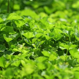 Thumbnail Bột rau má organic sấy lạnh Dalahouse nguyên chất 60gr mát gan giải độc, đạt tiêu chuẩn Châu Âu 3
