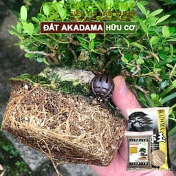 Thumbnail Đất Akadama Greenhome, Bao 500GR, Giá Thể Bonsai, Kiểng Lá, Sen Đá, Phân Nền Thủy Sinh, Dưỡng Chất 3