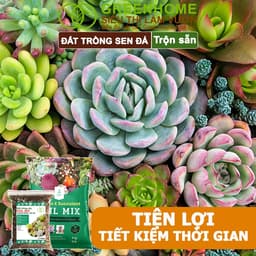 Thumbnail Đất Trồng Sen Đá Greenhome, Soil Mix, Bao 500gr, Trộn Sẵn, 85% Đá Khoáng, Lên Màu, Thoát Nước Tốt 2