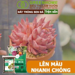 Thumbnail Đất Trồng Sen Đá Greenhome, Soil Mix, Bao 500gr, Trộn Sẵn, 85% Đá Khoáng, Lên Màu, Thoát Nước Tốt 4