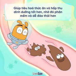 Thumbnail Combo 6 hộp Men vi sinh chứa Bào tử lợi khuẩn LiveSpo Pregmom cho bé Táo bón, Biếng ăn (20 ống) 3